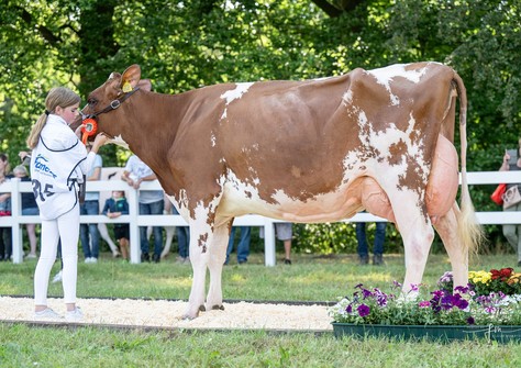 3STAR Konika Red VG-89