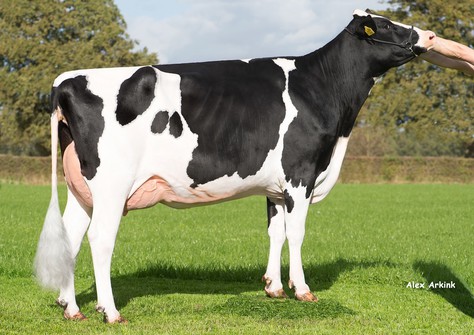 A-L-H-Hashtag VG-87