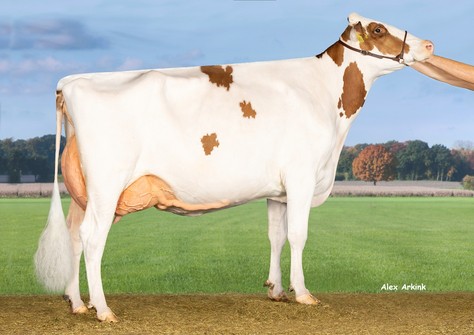 Batouwe Jordy Belladonna EX-92