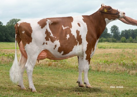 Batouwe Rager Fabiola VG-89