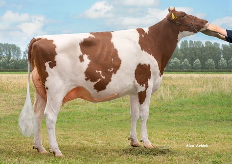 Batouwe Rednex Maxyme VG-88