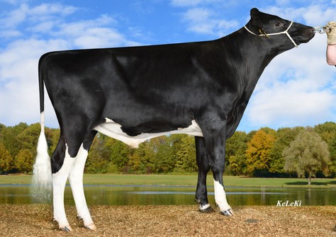 Born P RDC, Battlecry x Coco P-Red VG-86 Born P RDC, Battlecry x Coco P-Red VG-86