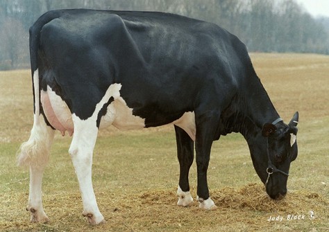 Brandt-View Miss-ET, Manfred x Pansy VG-87