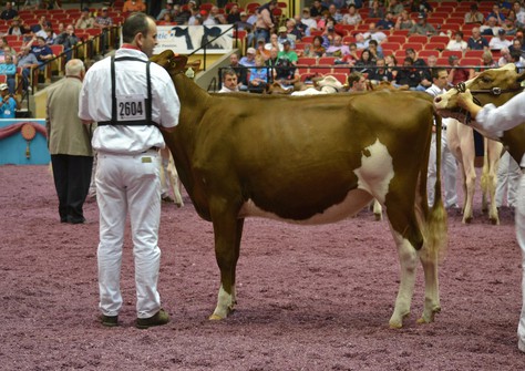 Brigeen Reality Mapel-Red VG-87