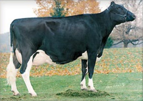 Budjon Blackstar Janice EX-93