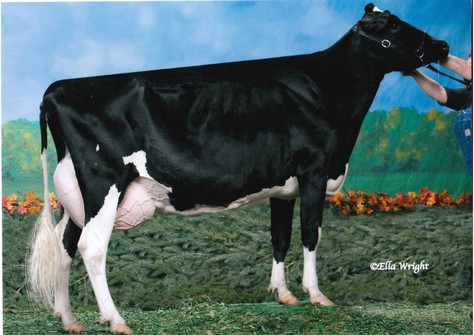 Budjon-JK-I P B Durham Joyfull EX-91