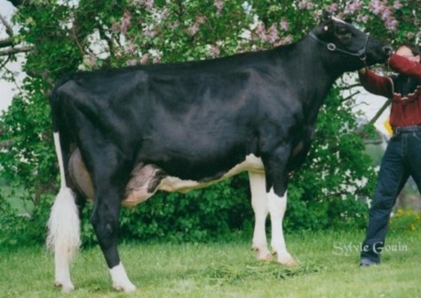 Comestar Lautelle Emerson VG-85