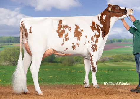 JS Relevat Red VG-85