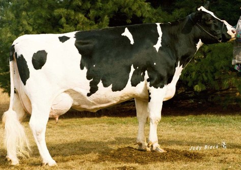 Da-Net Angie Leadman EX-90