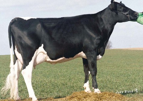 Da-Net Patron Pansy-ET VG-87