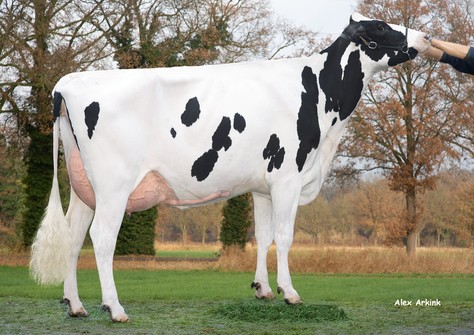 De Oosterhof Have It 2 VG-86