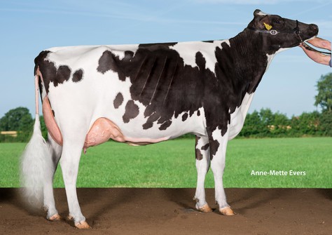 Drouner Asmara 1223 VG-89