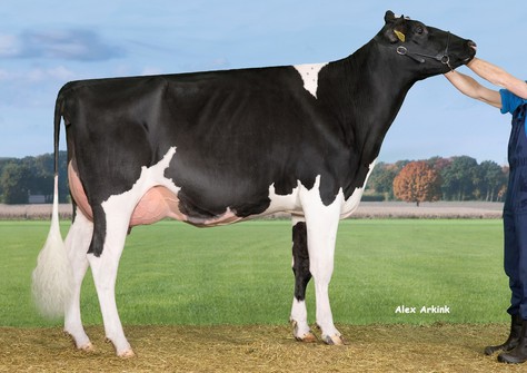 Drouner Anna 1529 (Impression)  VG-88