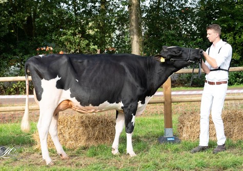 Drouner Asmara 1865 VG-88