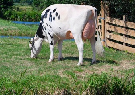 HC Archrival Arianne - vreetfoto hek VG-89 HC Archrival Arianne - vreetfoto hek VG-89