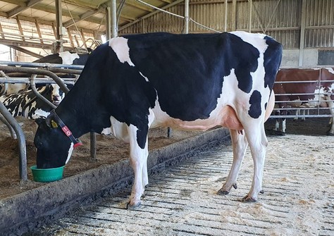 Holbra Malon 39 VG-85 Holbra Malon 39 VG-85