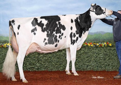 Idee Windbrook Lynzi EX-95