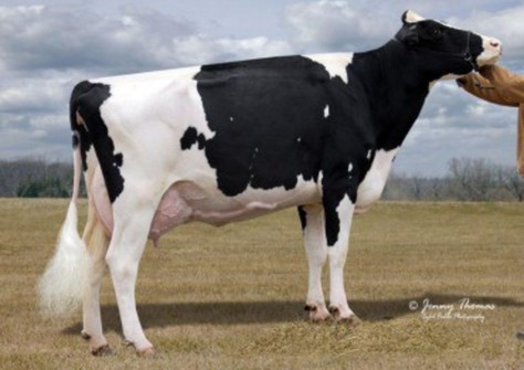 Jauquet-Lang SS Amber EX-91