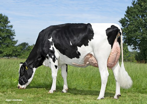 K&L Poppe Dellia 8497 VG-88