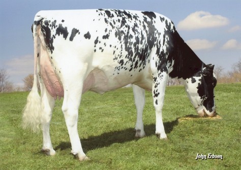 ontploffen Blind tevredenheid Vaarzen & koeien te koop bij Wilder Holsteins - GenHotel