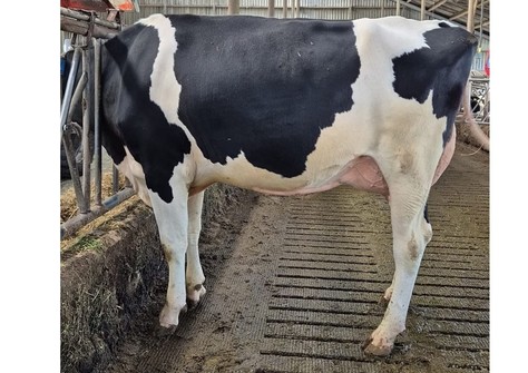 Mox Richy RDC VG-88