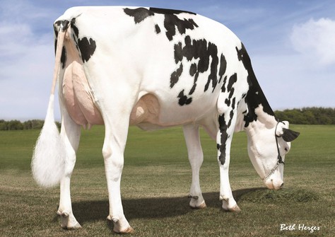 Ms C-Haven Oman Kool-ET VG-88