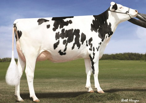 Ms C-Haven Oman Kool-ET VG-88