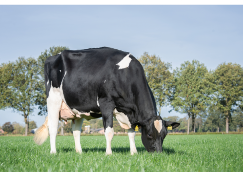 Oosterbrook Esperanto Hanilla EX-91