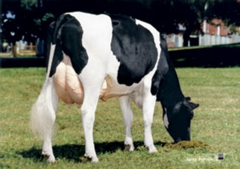 Ricecrest Bellwood Brianne VG-88