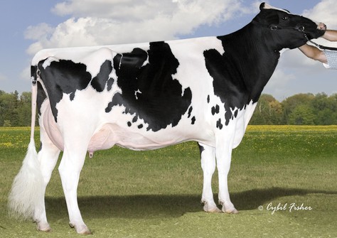 Sherona Hill Champion Angel VG-89