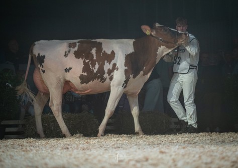 Sudena Lieke 6 Red VG-86