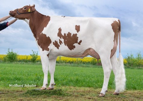 Tirsvad 3STAR Mars Aros PP Red VG-85