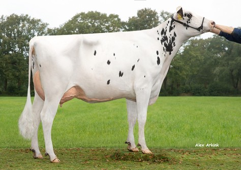 VO Nadja VG-85