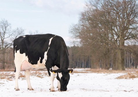 WEH Georgia VG-87