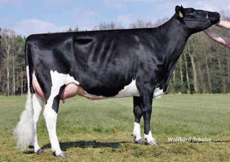 WEH Jule VG-86