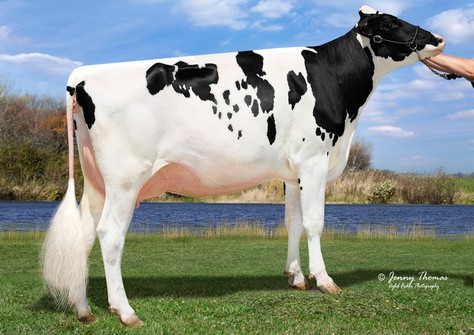 Whittier-Farms AV Marrisa (daughter Madonna-Red EX-92) EX-91