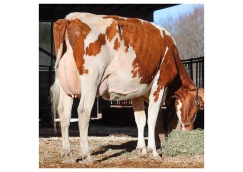 Whittier-Farms Monica-Red EX-91