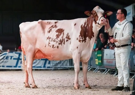 Willem's-Hoeve Jmw Applause 26 VG-89