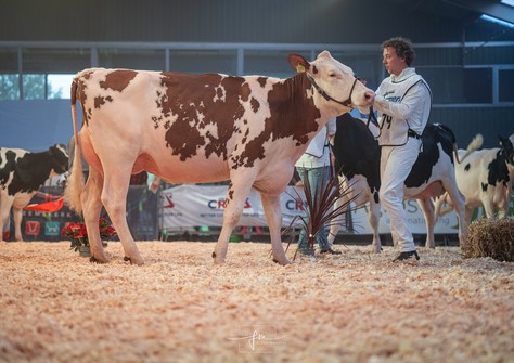 Wilskracht Miley 1593 Red VG-88