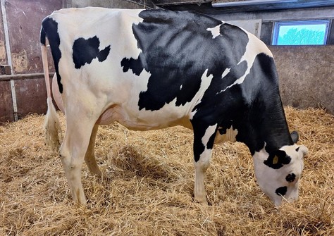 Wilskracht Warsi 1624 PP VG-86