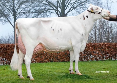 Wilskracht Warsi 879 EX-93