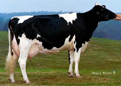 Wilsondale Blackstar Trendy EX-92