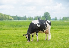 De Oosterhof DG Rose RDC VG-89