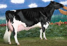 Amlaird Lee Alice EX-94