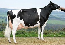 Apina Nadja EX-90