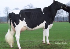 Bersaglio HF O-Man Qualsiasi VG-87