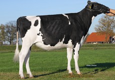 De Dorre Jacoby Adeena VG-87