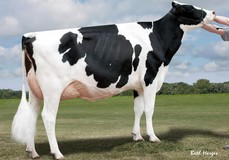 Harvue Dundee Foxy EX-92 Harvue Dundee Foxy EX-92