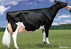 Harvue Roy Frosty EX-97 Harvue Roy Frosty EX-97
