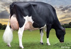 Harvue Roy Frosty EX-97 Harvue Roy Frosty EX-97